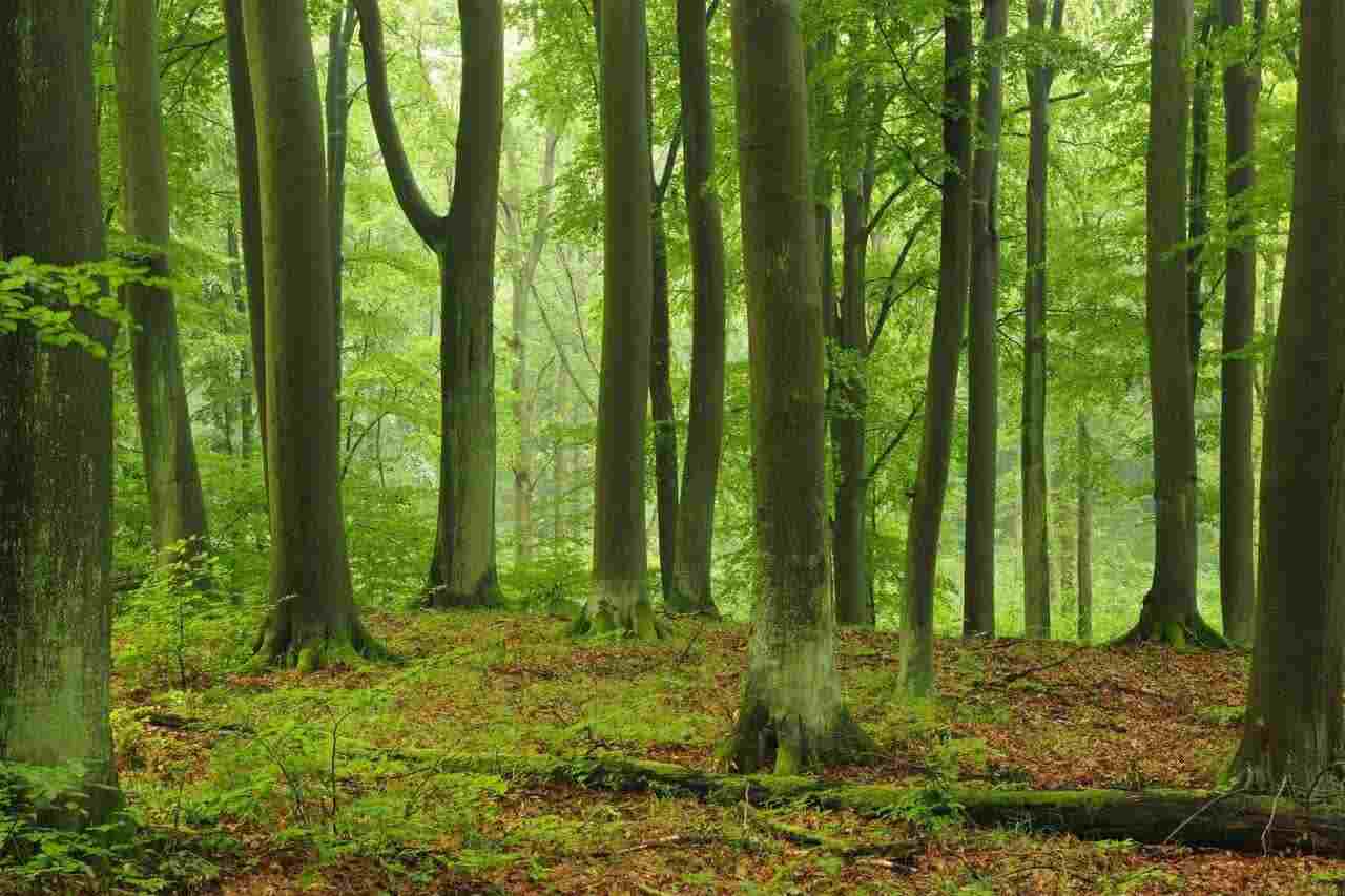 کاهش توان جنگل‌های اروپا در جذب و ذخیره کربن