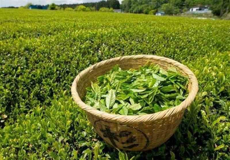چای ایرانی، الگوی موفق صادرات غیرنفتی؛ ۱۵ میلیون دلار درآمد