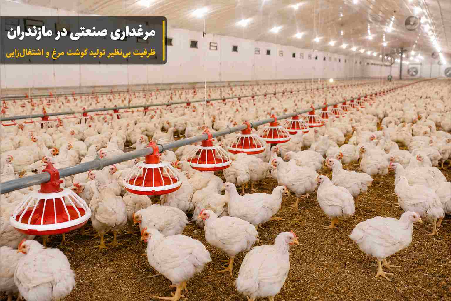 مهندس حسین کریمی فعال صنعت مرغداری : پتانسیل صنعت مرغداری در مازندران؛ موتور محرک امنیت غذایی و اقتصاد ایران